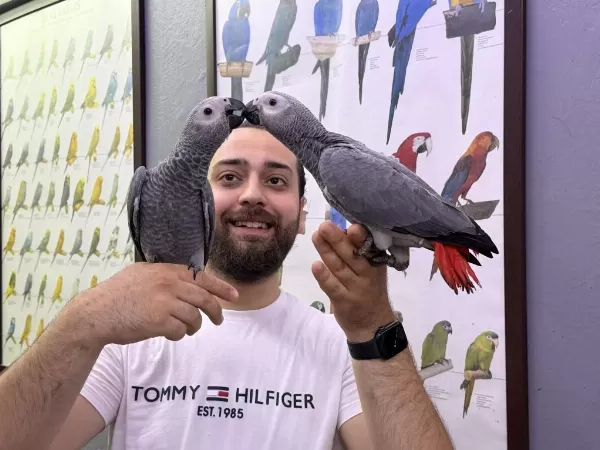 60 Günlük Belgeli Bebek El Besleme Jako Yavrularimiz