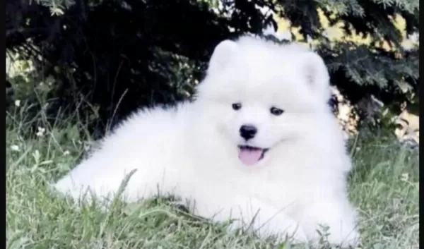 Sağlıklı Samoyed Saf İrk