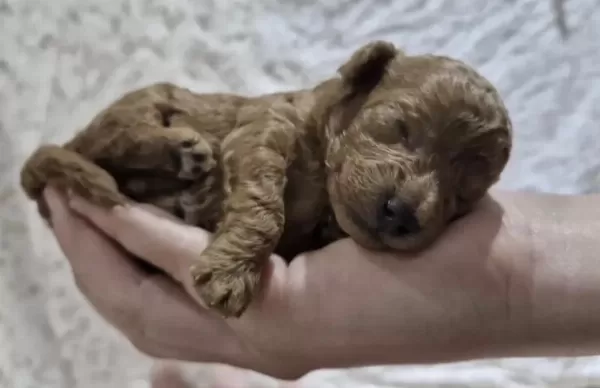 Harika Toy Poodle Yavrular