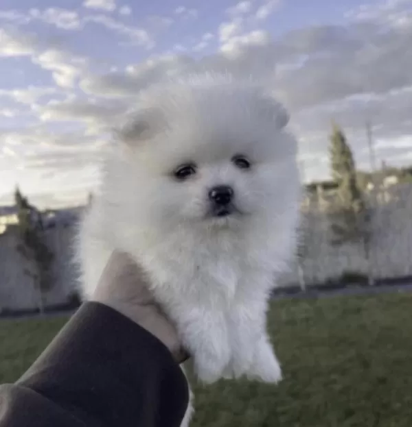 Pomeranian Boo Köpeği Sağlıklı