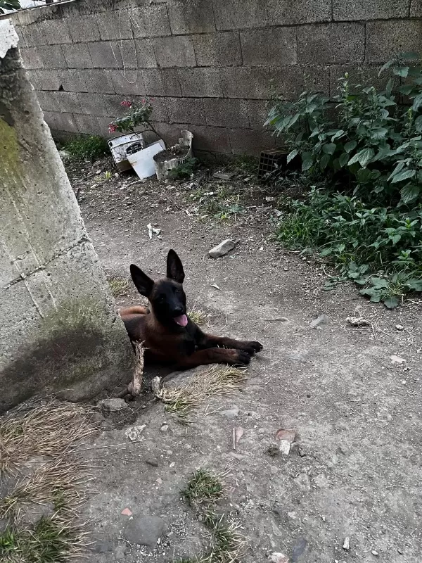 Sağlıklı Belçika Kurdumuz