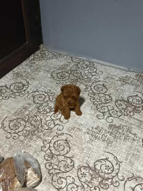 Kore Toy Poodle Teacup Kg Garantili