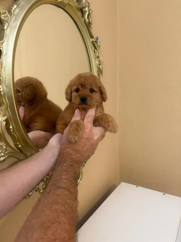 Kore Toy Poodle Teacup Kg Garantili