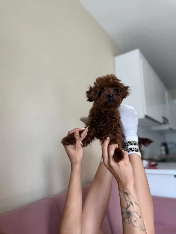Kore Toy Poodle Teacup Kg Garantili