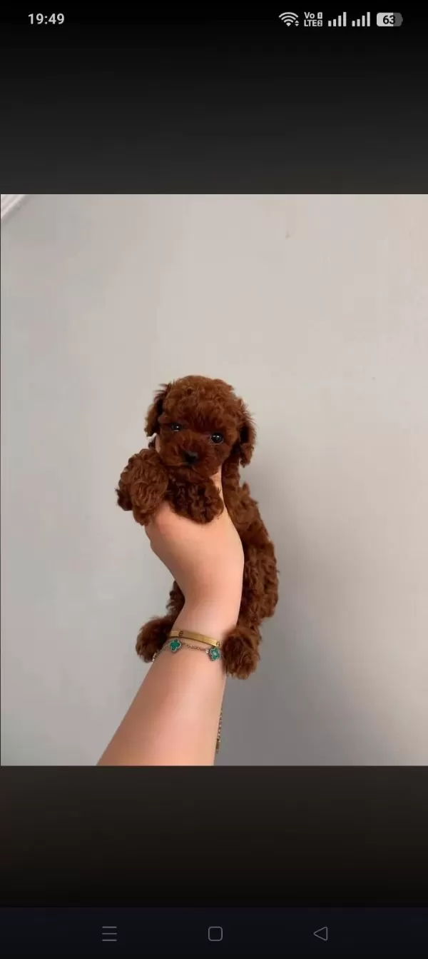 Kore Toy Poodle Teacup Kg Garantili