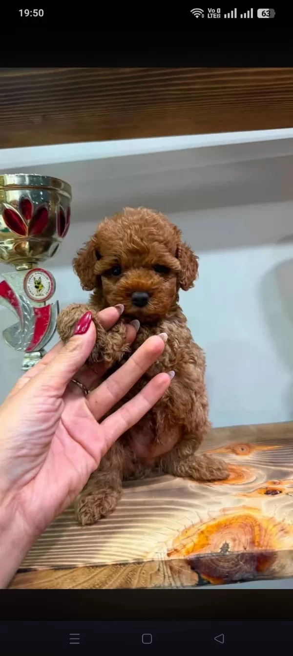 Kore Toy Poodle Teacup Kg Garantili