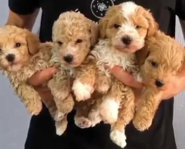En Tatli Maltipoo Bebekler