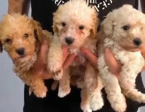 En Tatli Maltipoo Bebekler