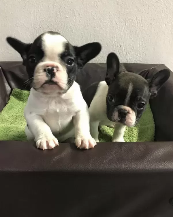 French Bulldog Yavrulari