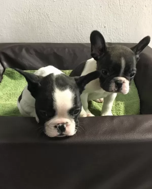 French Bulldog Yavrulari