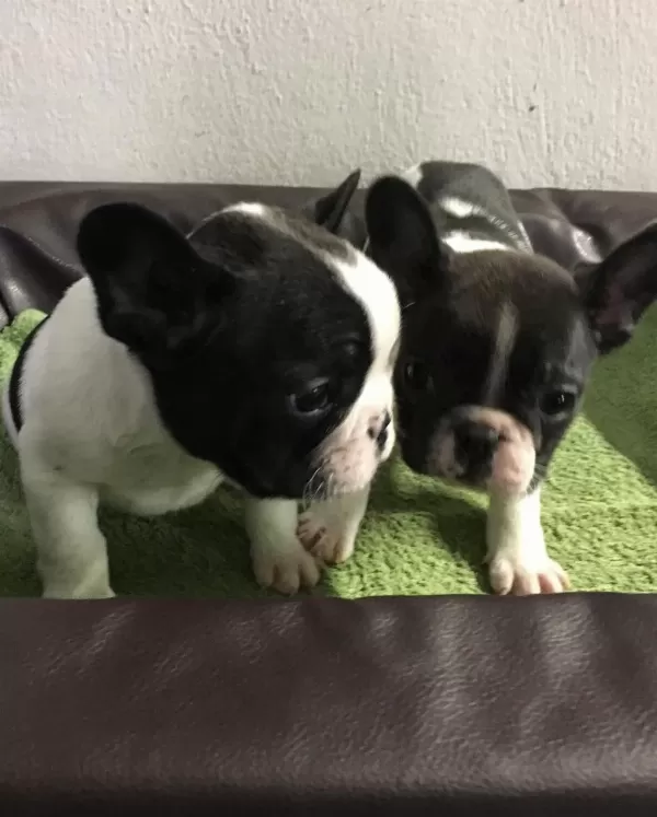 French Bulldog Yavrulari