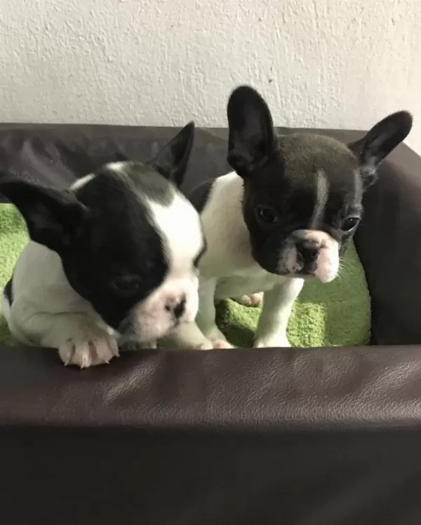 French Bulldog Yavrulari