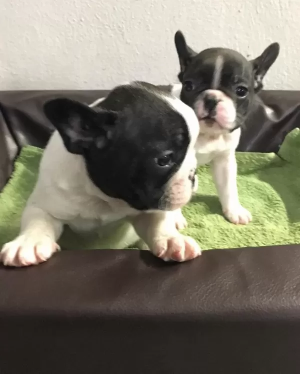 French Bulldog Yavrulari