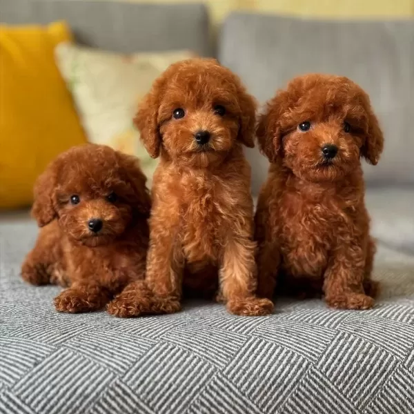 Koyu Renk Toy Poodle Yavrulari