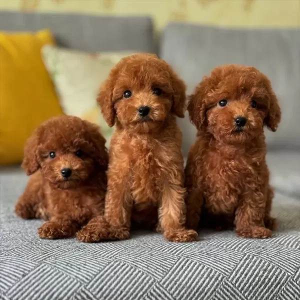 Koyu Renk Toy Poodle Yavrulari