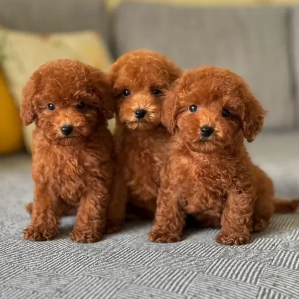 Koyu Renk Toy Poodle Yavrulari