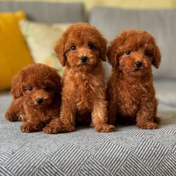 Koyu Renk Toy Poodle Yavrulari