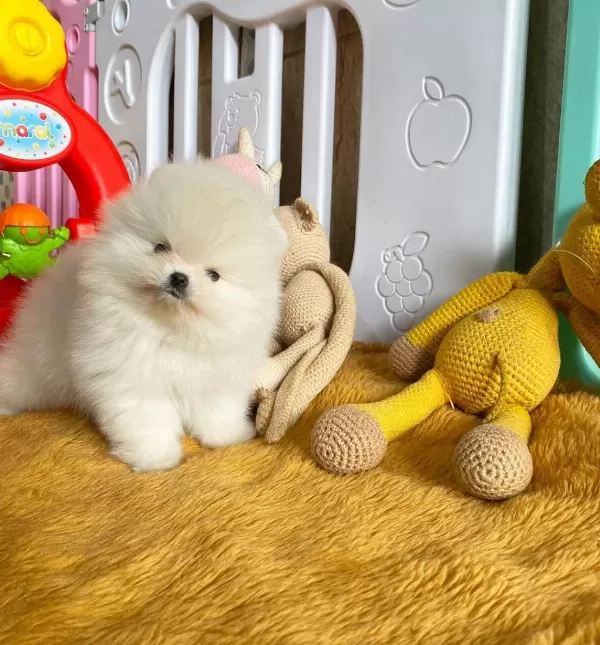 Pomeranian Boo Yavrulari