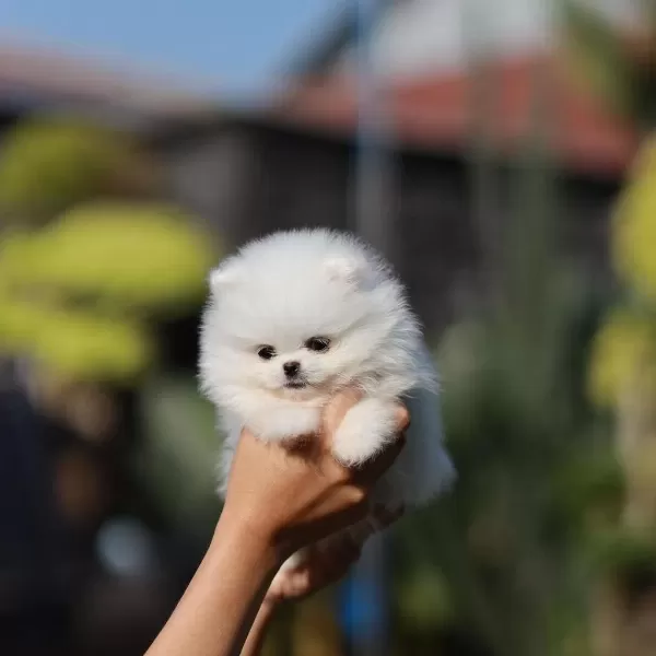 Pomeranian Boo Yavrulari