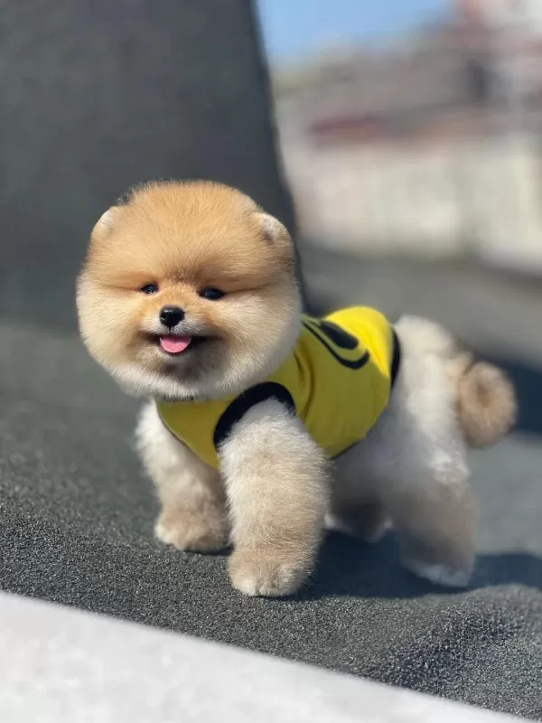 Show Kalite Ayı Surat Pomeranian Yavrularımız
