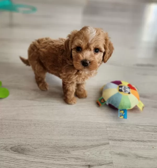 Maltipoo Yavrularimiz