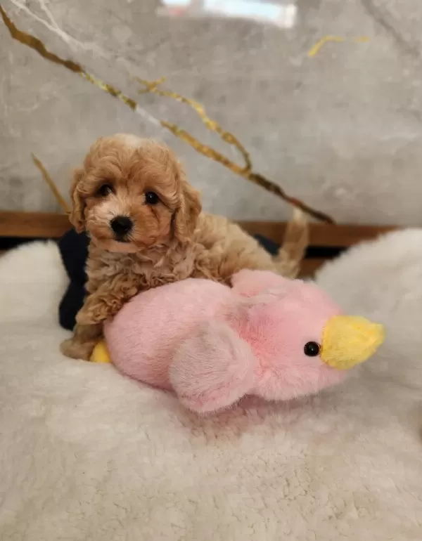 Maltipoo Yavrularimiz