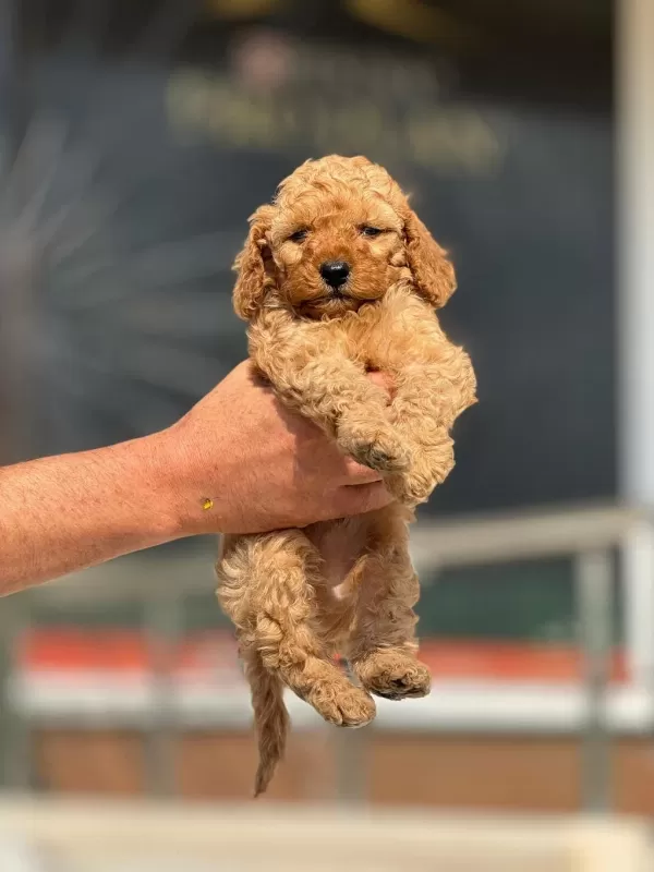 Teacup Maltipo Yavrularımız A Kalite
