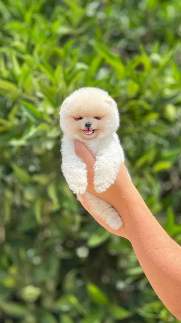 Ayı Surat Pomeranian Yavrular Korekan