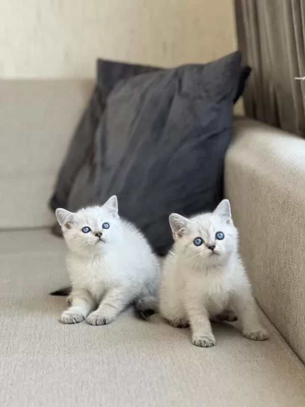 Oyuncu British Shorthair Yavrum