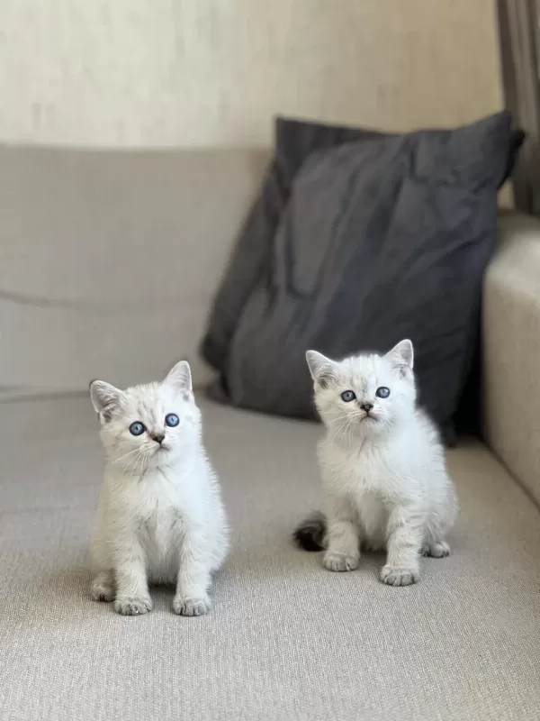 Oyuncu British Shorthair Yavrum
