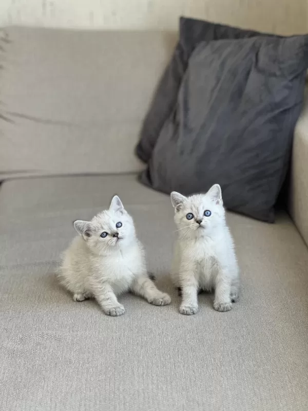 Oyuncu British Shorthair Yavrum