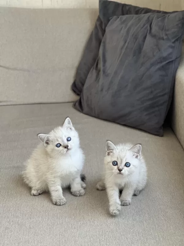Oyuncu British Shorthair Yavrum