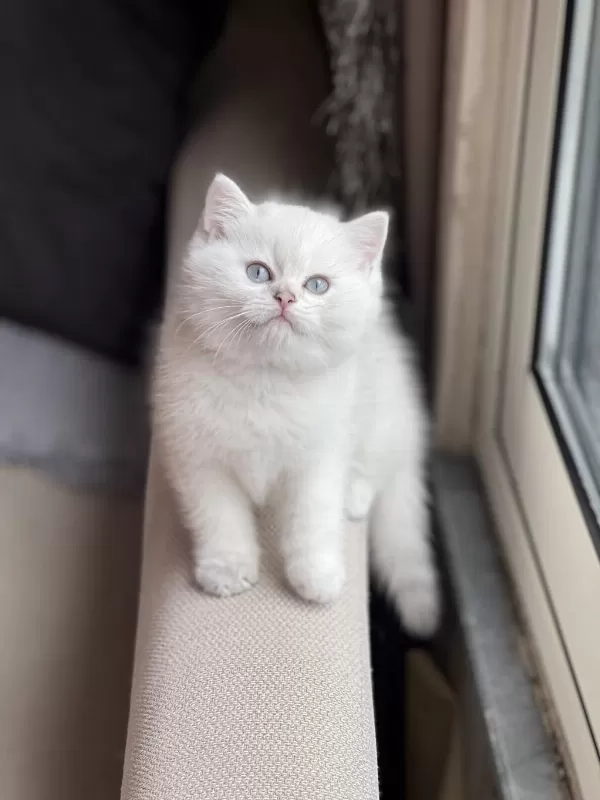 İnsan Canlisi British Shorthair Yavrum