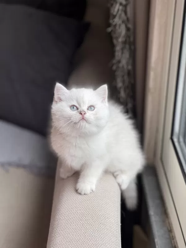 İnsan Canlisi British Shorthair Yavrum