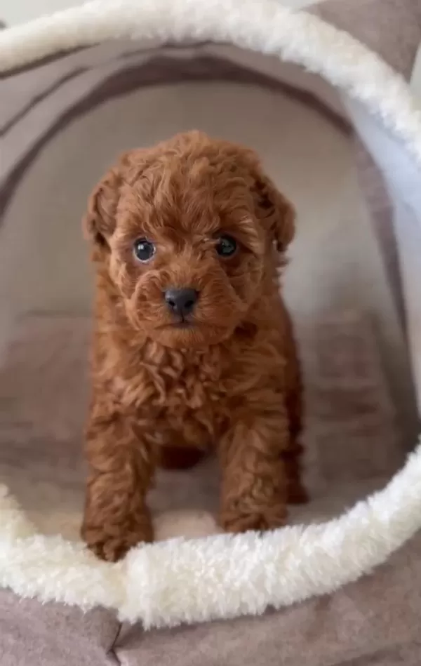 Ziyarete Açik Erkek Dişi Poodle Bebeklerim