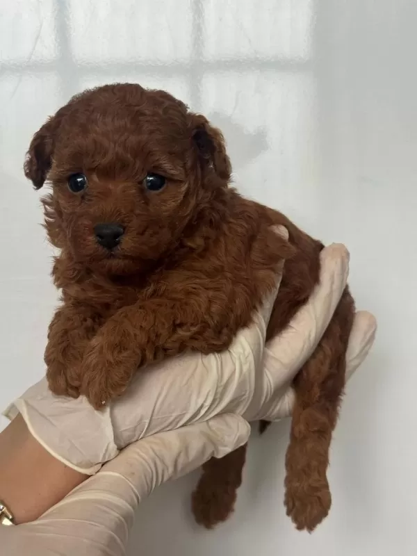 Ziyarete Açik Erkek Dişi Poodle Bebeklerim