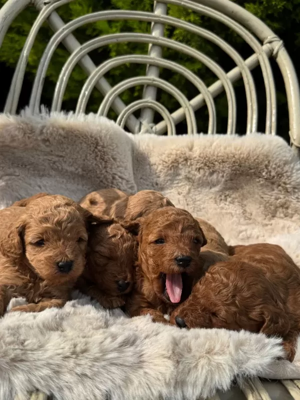 Ziyarete Açik Erkek Dişi Poodle Bebeklerim