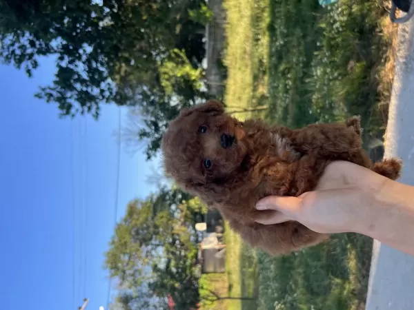 Orjinal Minyatür Toy Poodle Yavrular