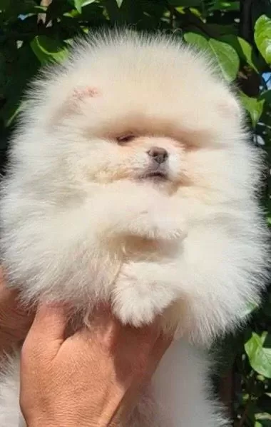 Fcı Export Sçr Li Teddy Bear Face Pomeranian Petmode Den