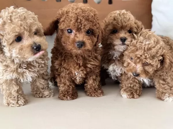 Petmode Köpek Çiftliğinde Ziyarete Açık Maltipoo
