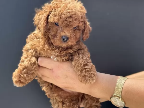 Petmode Köpek Çiftliğinde Ziyarete Açık Maltipoo