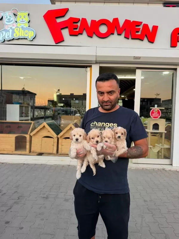 Maltese Yavrular Maltipo Ve Toy Poodle Yavrular Ankara