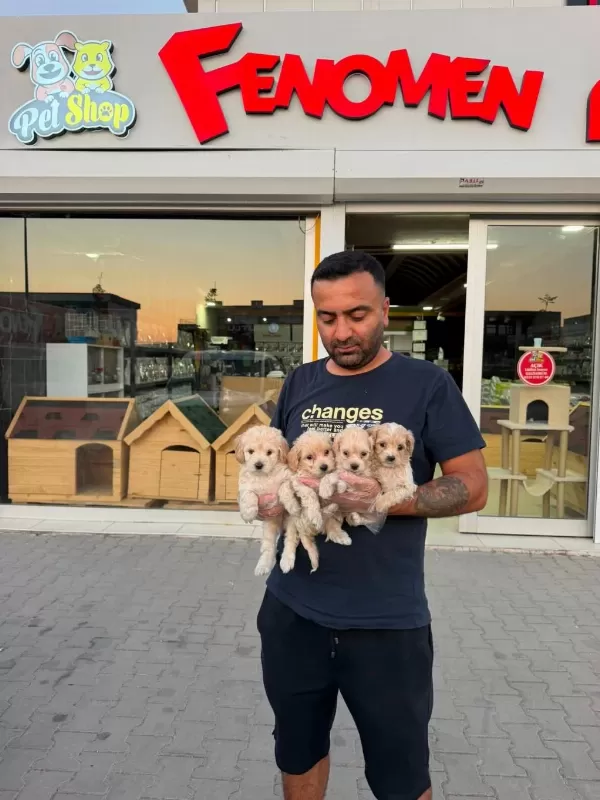 Maltese Yavrular Maltipo Ve Toy Poodle Yavrular Ankara