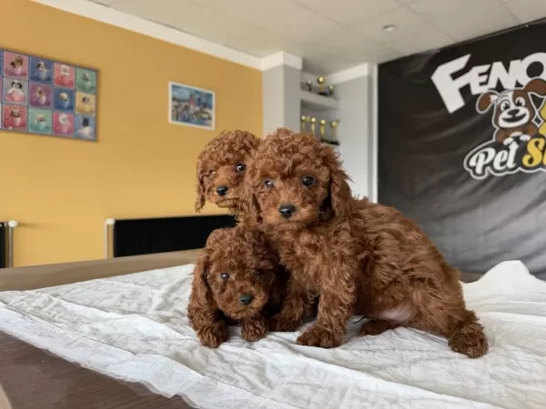 Shoooowwww Kalite Toy Poodle Yavrular Ankara Mağazamızda