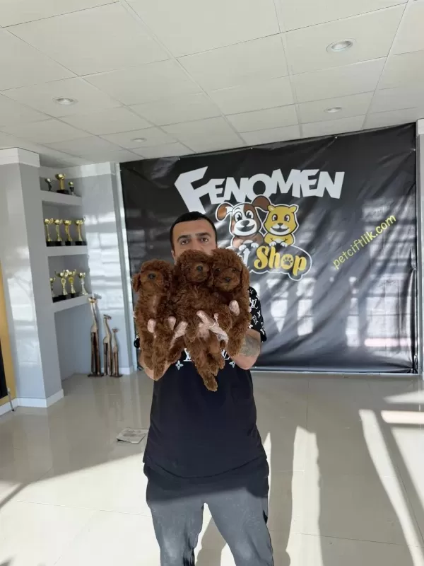 Shoooowwww Kalite Toy Poodle Yavrular Ankara Mağazamızda