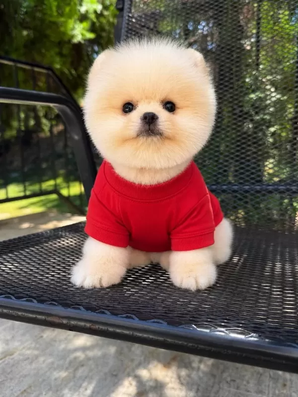 Orjinal Pomeranian Boo