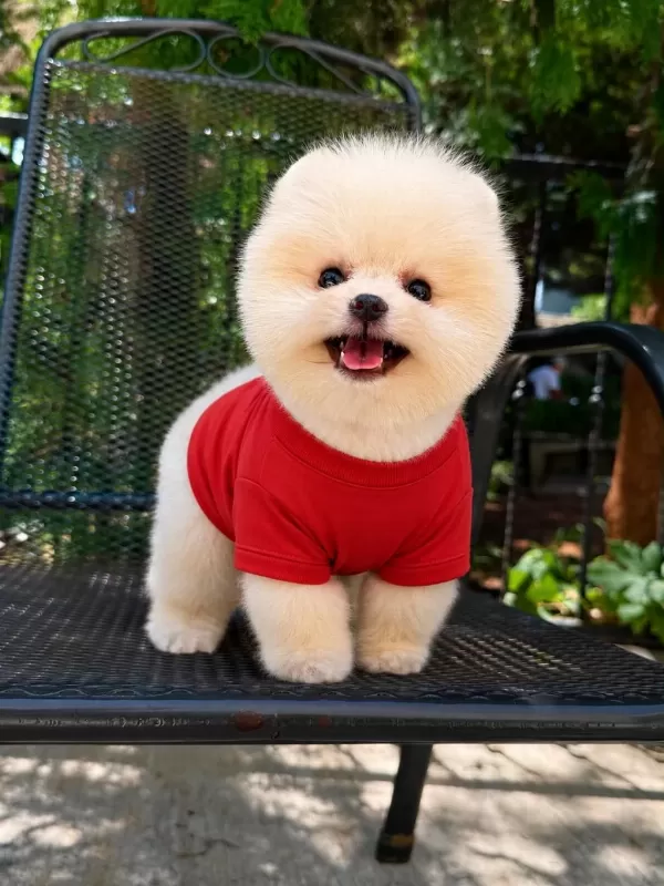 Orjinal Pomeranian Boo