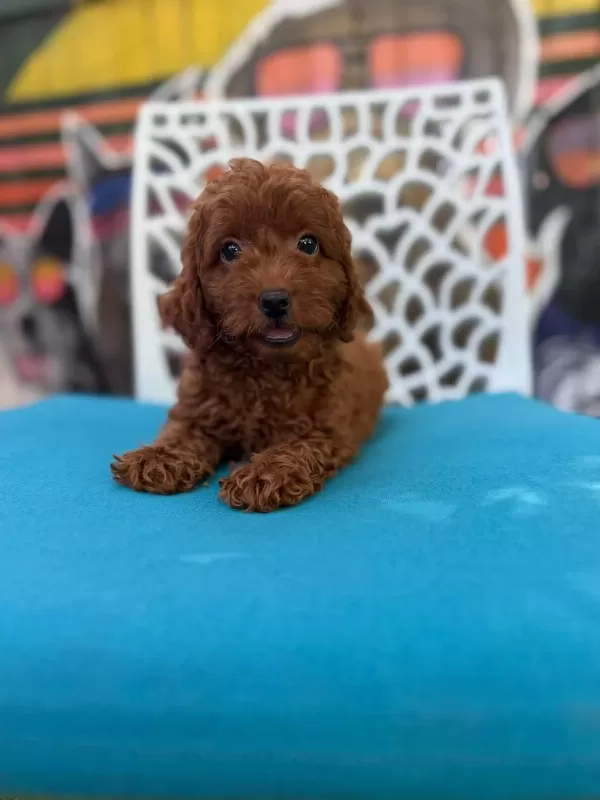Ömürlük Poodle Yol Arkadaşı