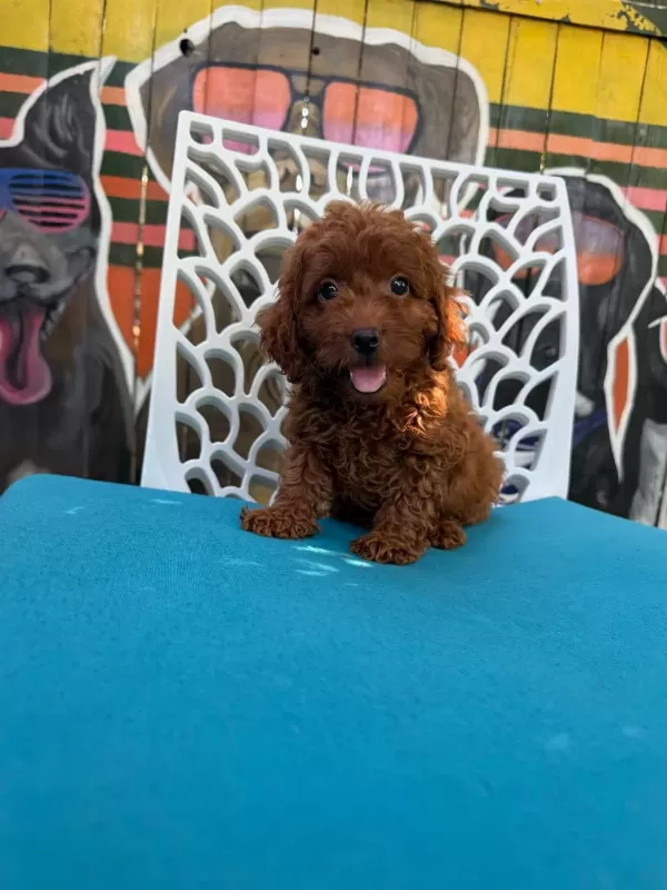 Ömürlük Poodle Yol Arkadaşı
