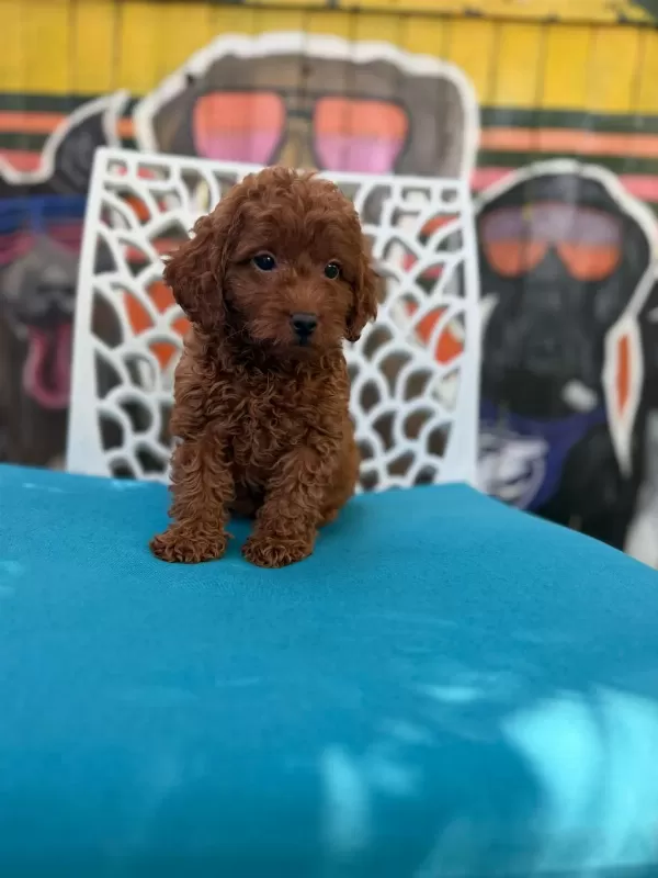 Ömürlük Poodle Yol Arkadaşı